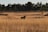 black animal on brown grass field at daytime