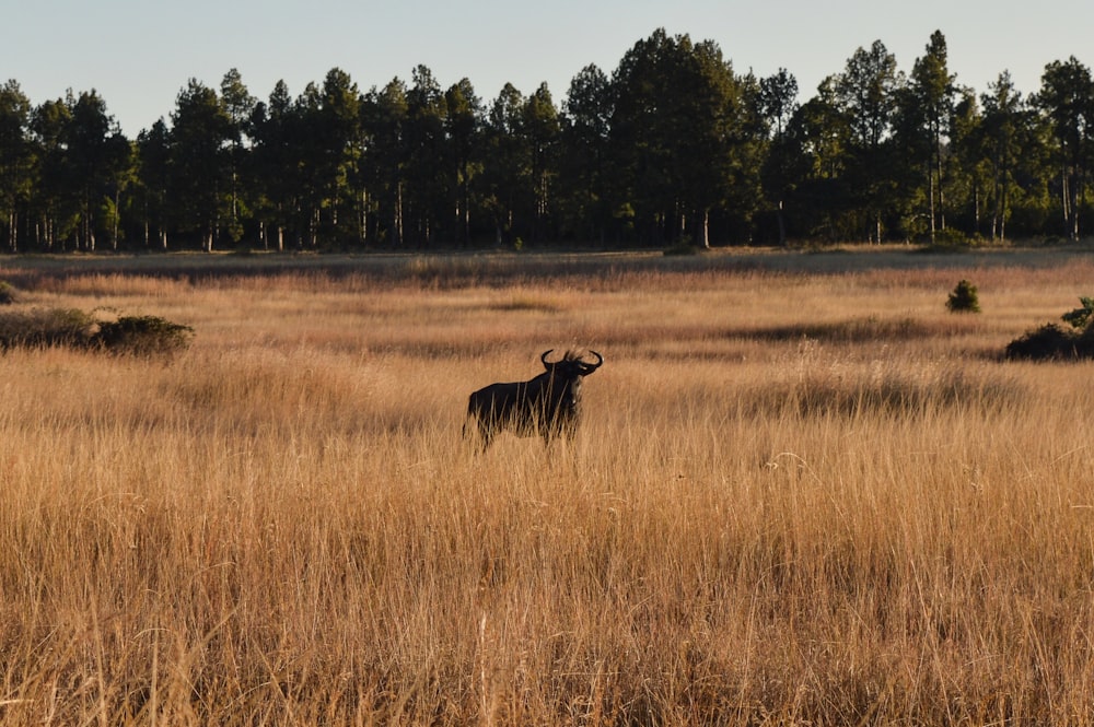 animale nero sul campo di erba marrone durante il giorno