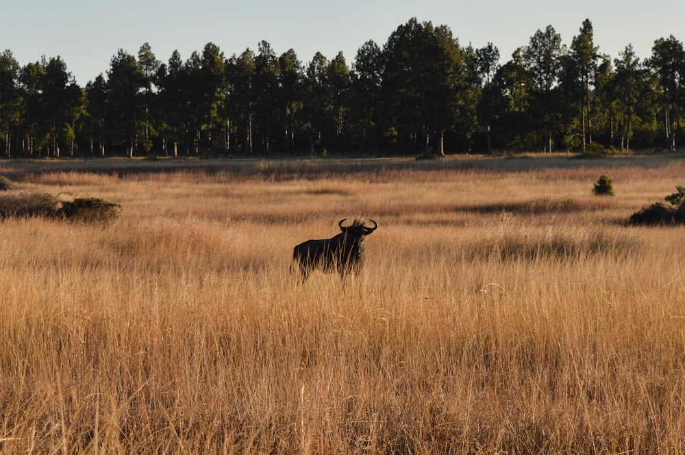 animal negro en campo de hierba marrón durante el día