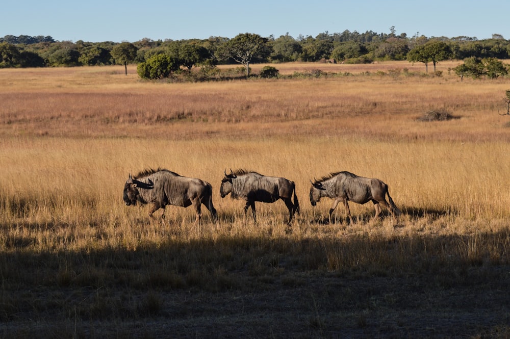 Tres animales grises