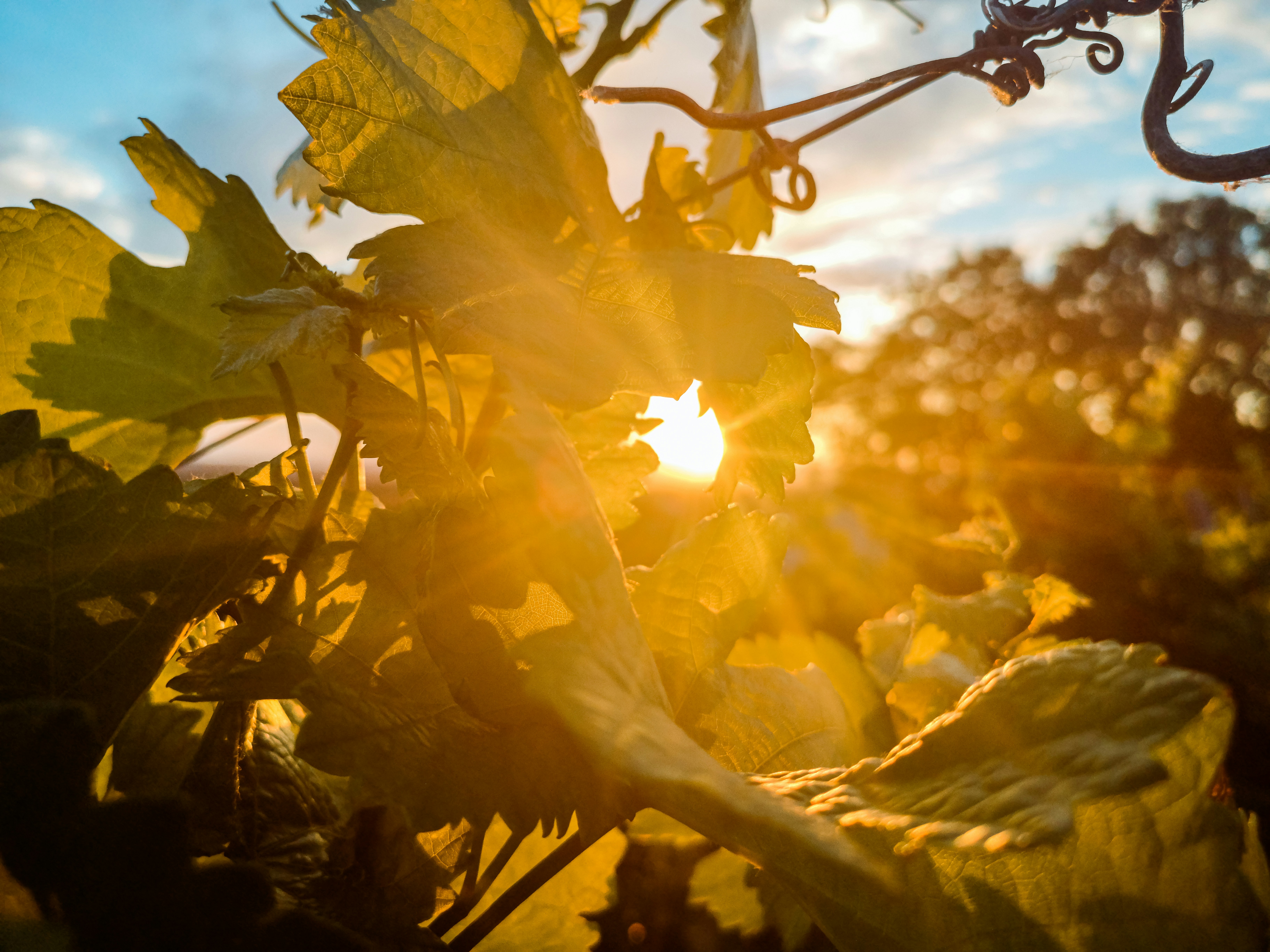 Vineyards and vines in Mainz Hechtsheim (Germany) in the evening sun in July