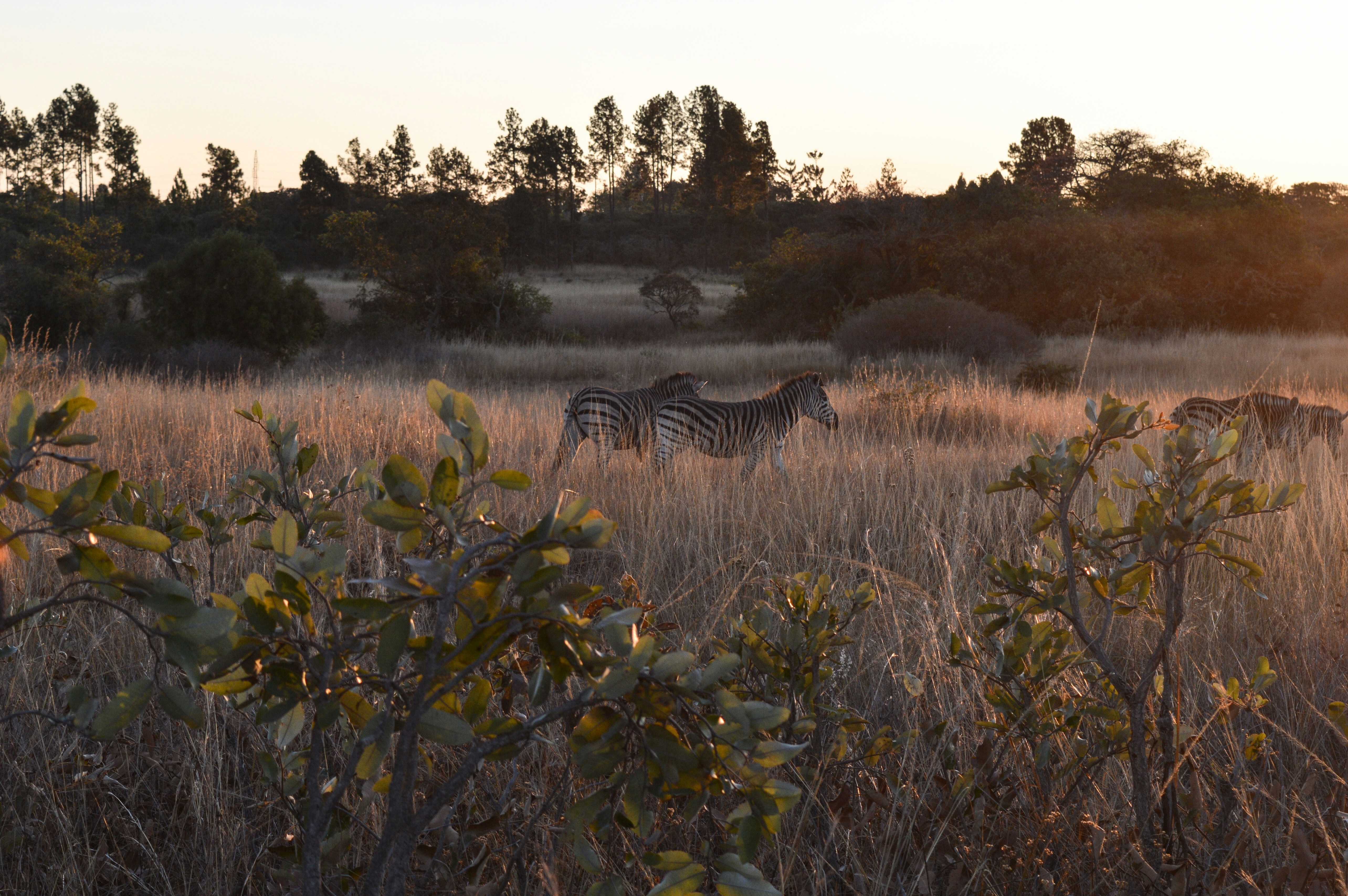 two white and black zebras on grass