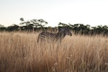 zebra on grass field