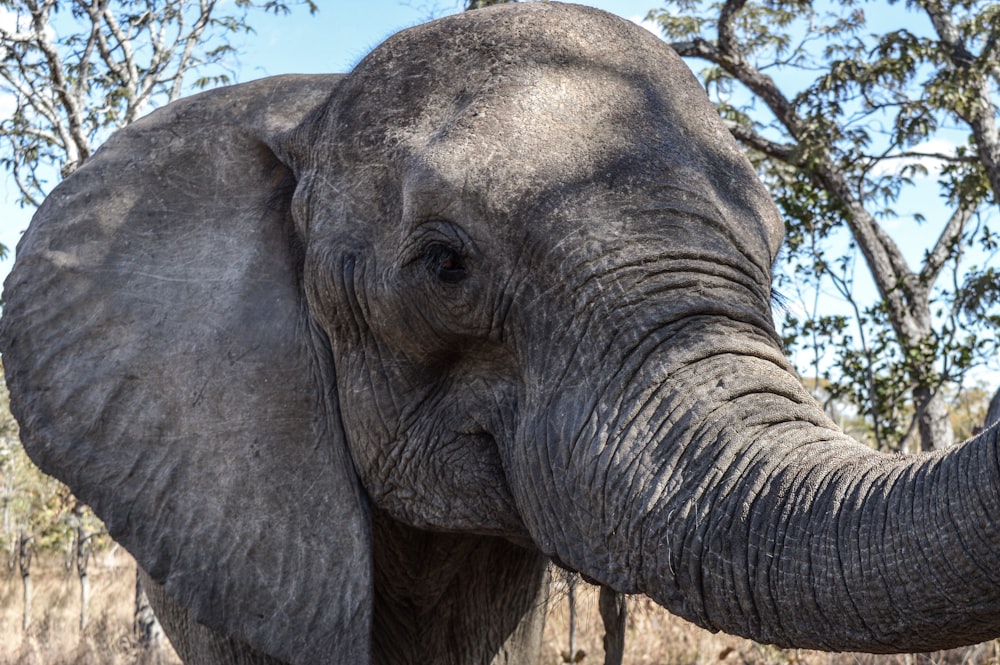 fotografia di elefanti grigi
