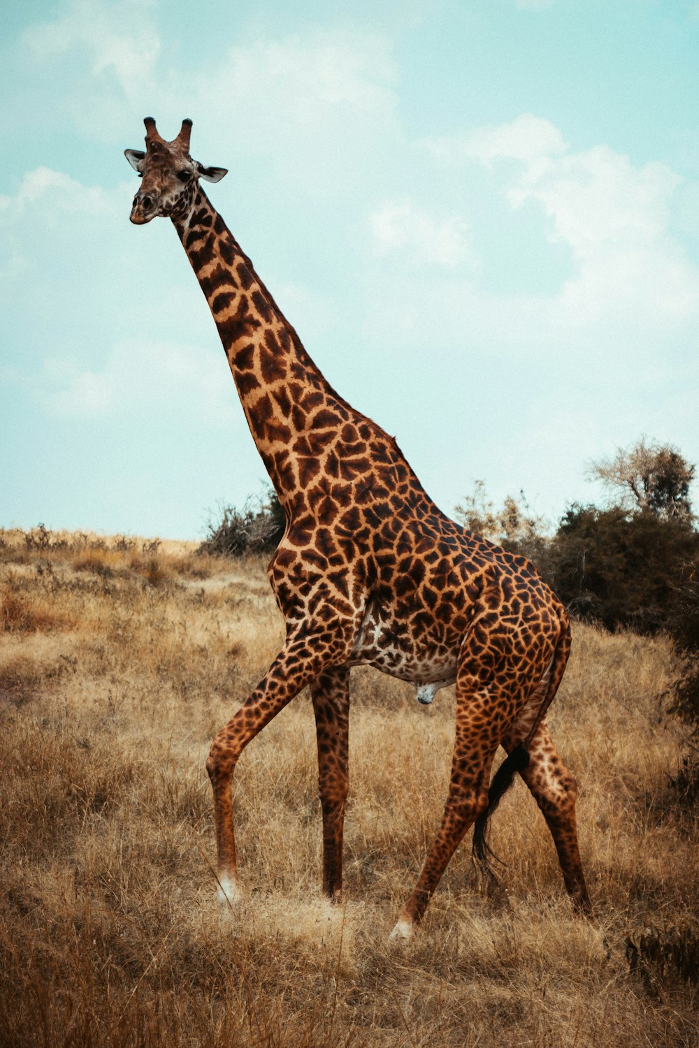giraffe in brown field during daytime