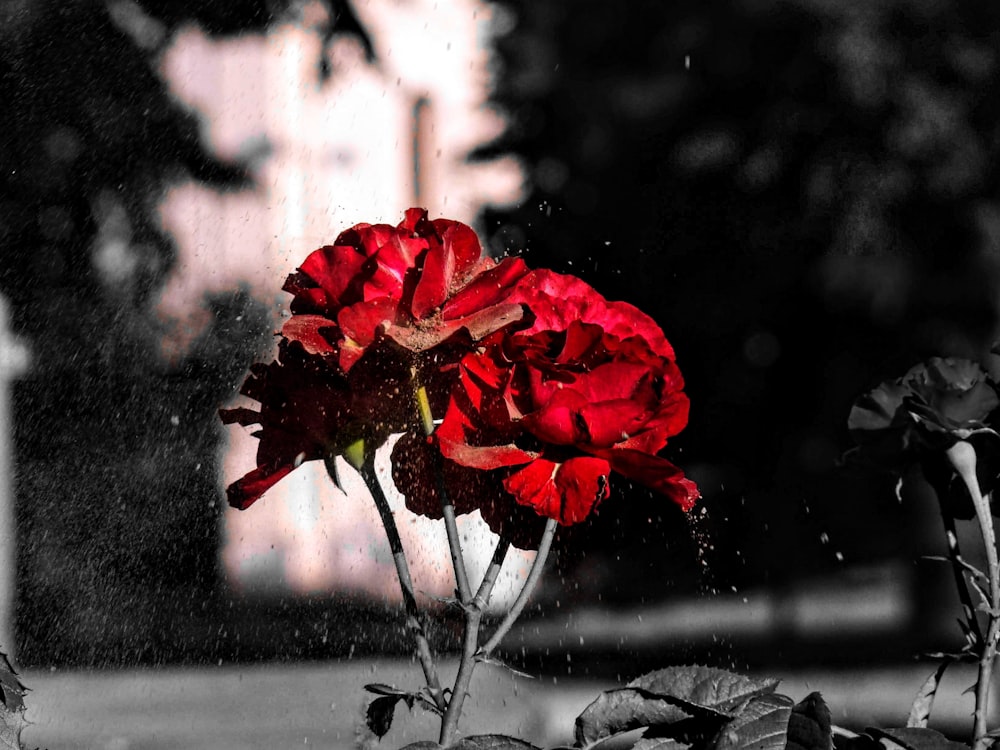 selective color photography of red rose flowers