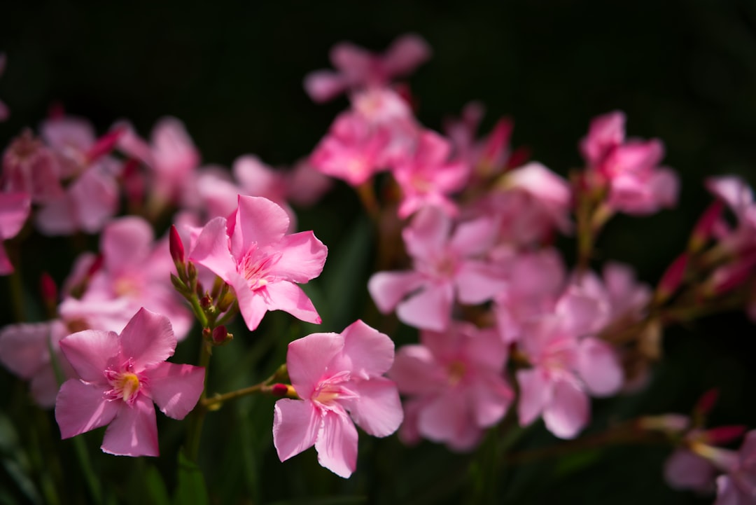 selective focus photo of pink flowers