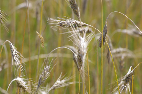 Close-up of golden wheat stalks swaying gently in a sunny field