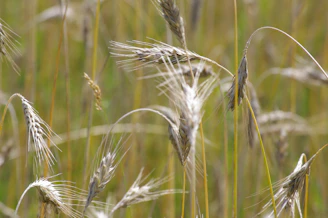 Close-up of golden wheat stalks swaying gently in a sunny field