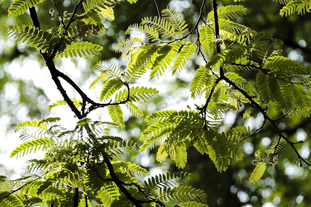 green-leafed tree during daytime