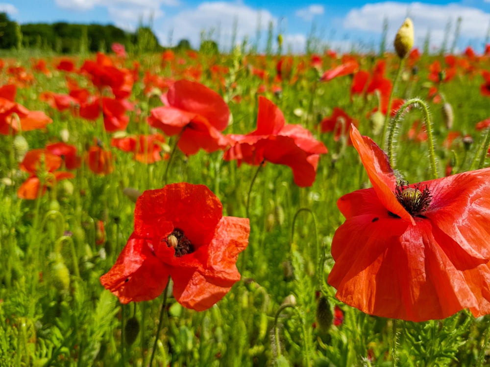 red flower field