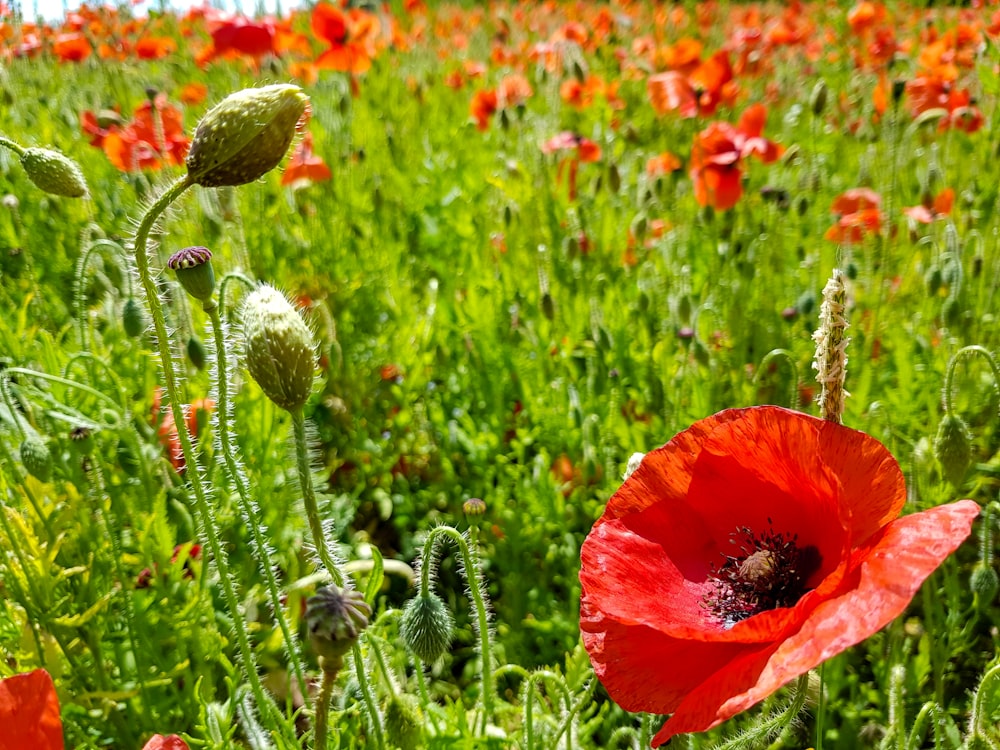 red poppy flowers in bloom