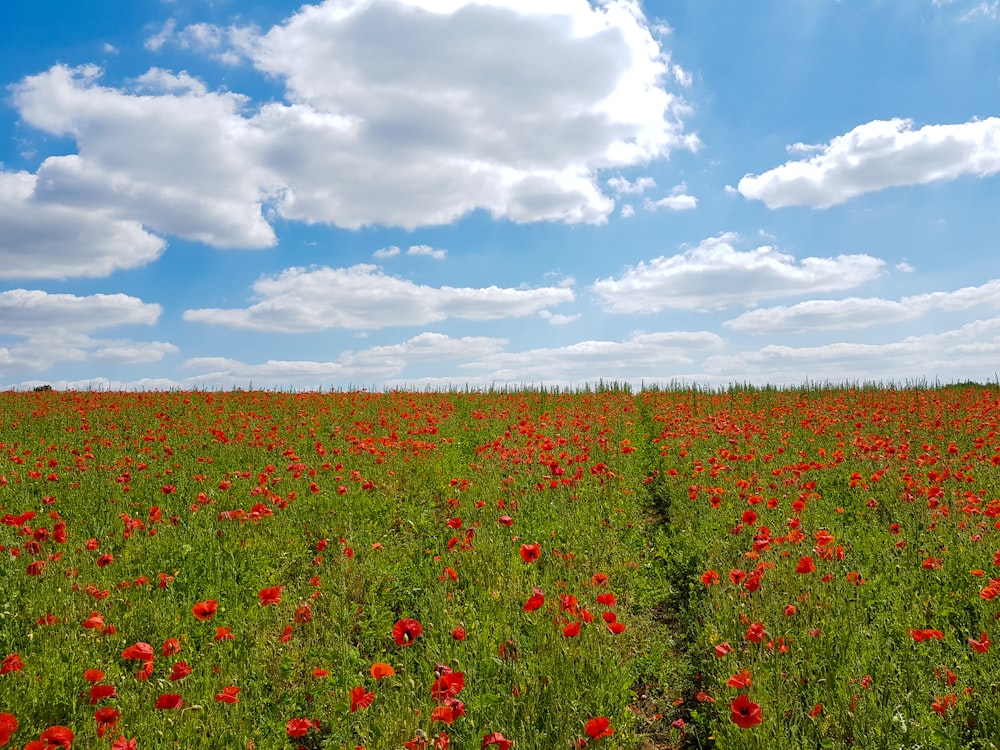 red flower field during daytime