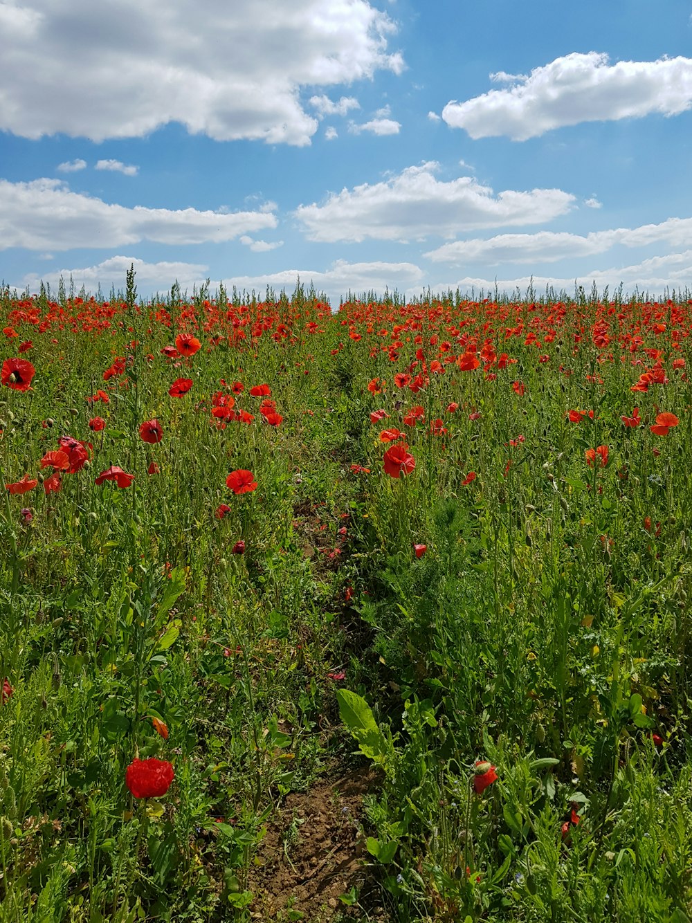 red petaled flower field