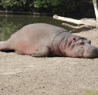 hippopotamus lying on surface near body of water