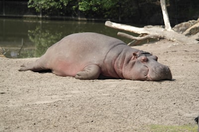 hippopotamus lying on surface near body of water sleepy google meet background