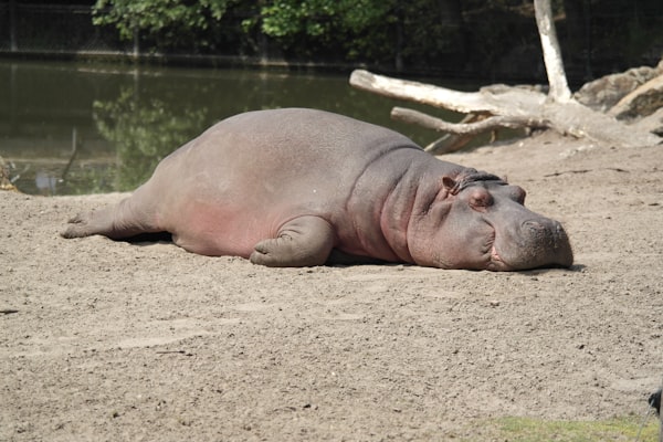 A hippo lying flat on its belly, eyes closed. It appears to be sleeping.
