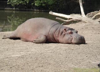 hippopotamus lying on surface near body of water