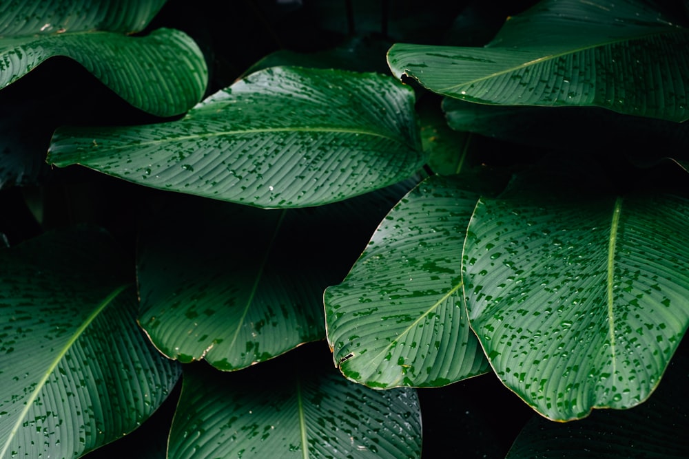 closeup photo of green leafed plants