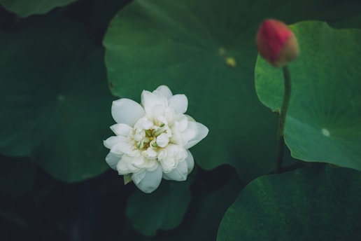 A white lotus flower in full bloom is surrounded by dark green lotus leaves, with a partially closed pink bud nearby.
