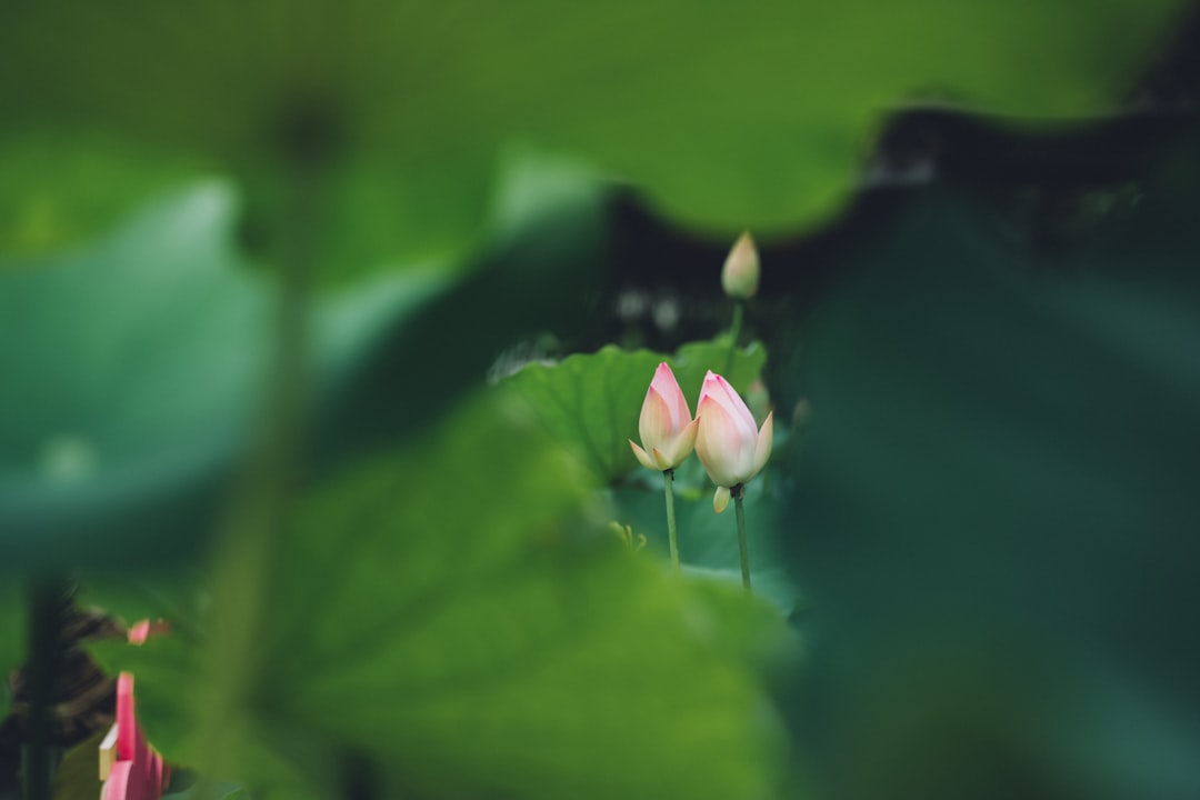two lotus flower buds
