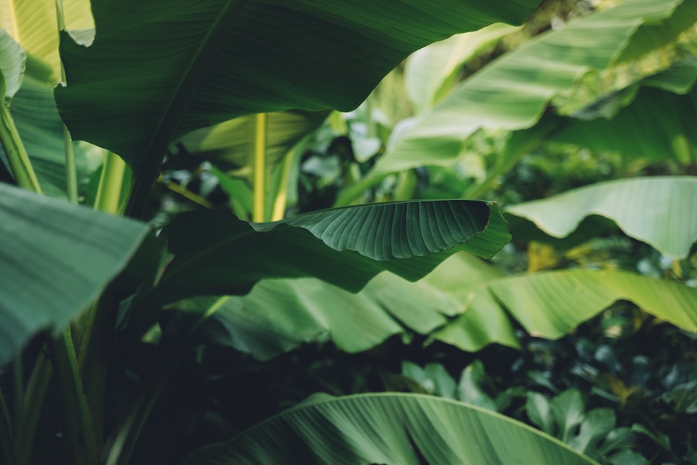 green banana plant