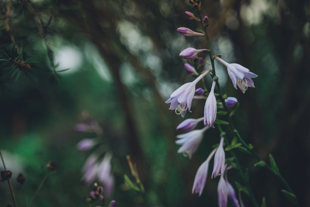 blue petaled flower