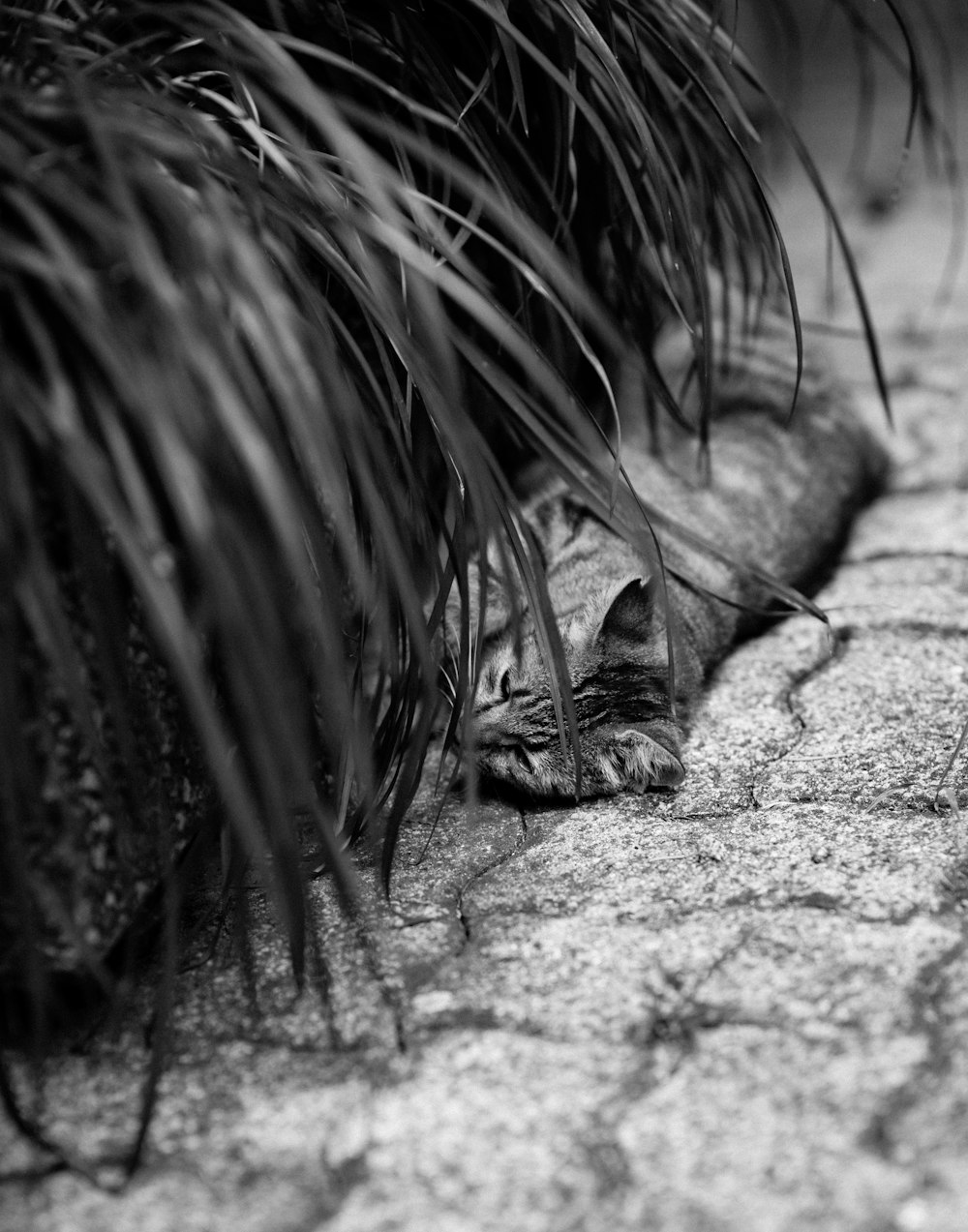 grayscale photography of cat lying on ground