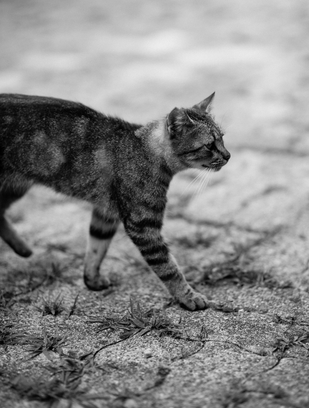 grayscale photo of cat walking