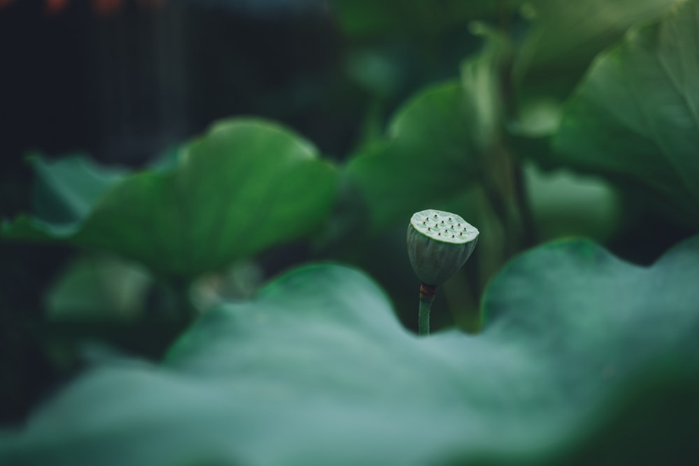 a close up of a plant with leaves in the background