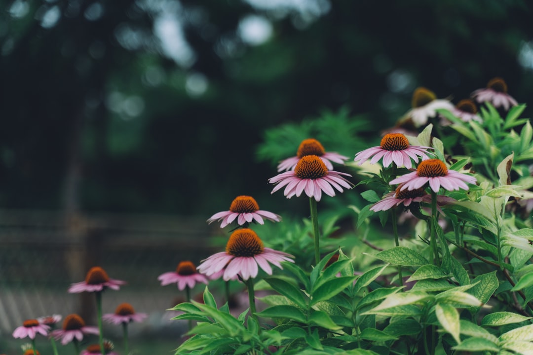 selective focus photography of purple coneflowers in bloom during daytime