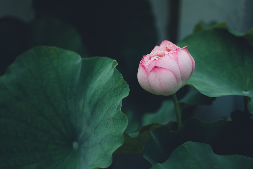 pink lotus flower in close-up photography