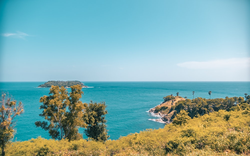 green trees near body of water during daytime