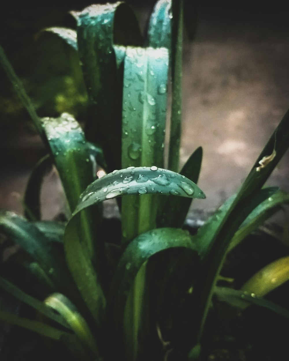 water dew on plant leaves