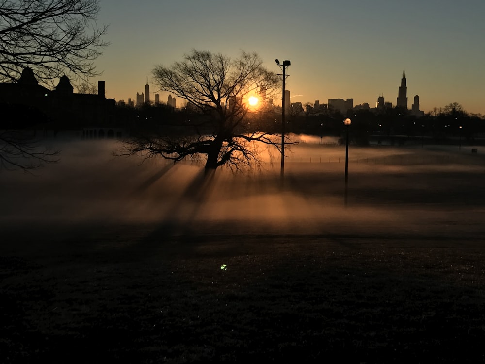 silhouette of bare tree