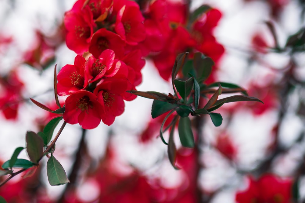 blooming red petaled flowers
