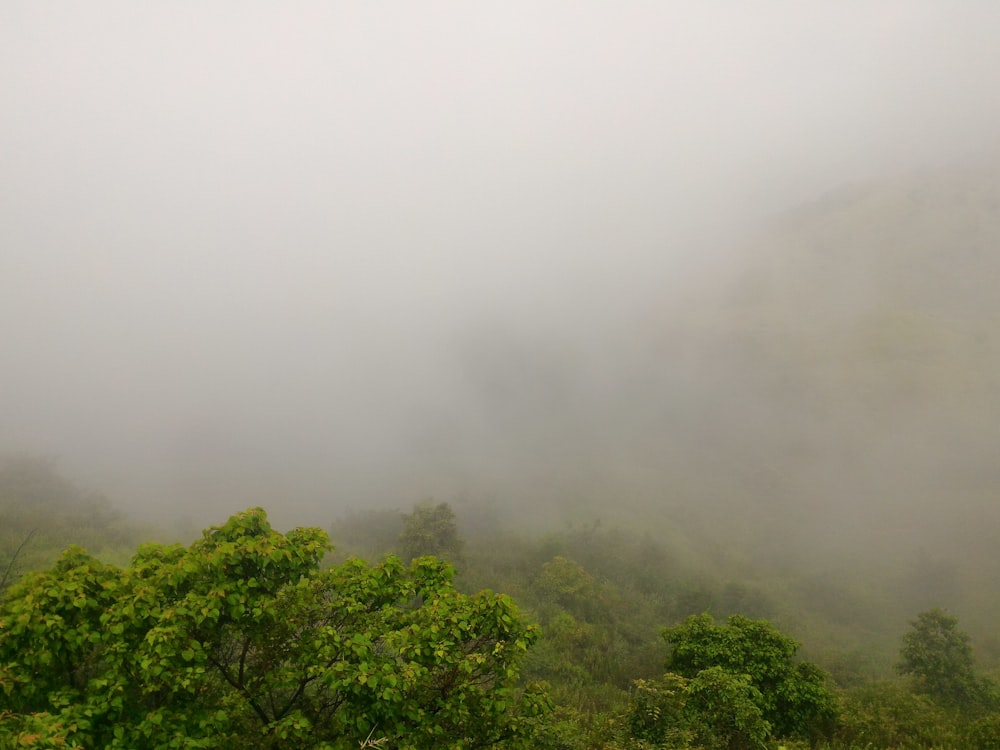 green trees under white clouds at daytime