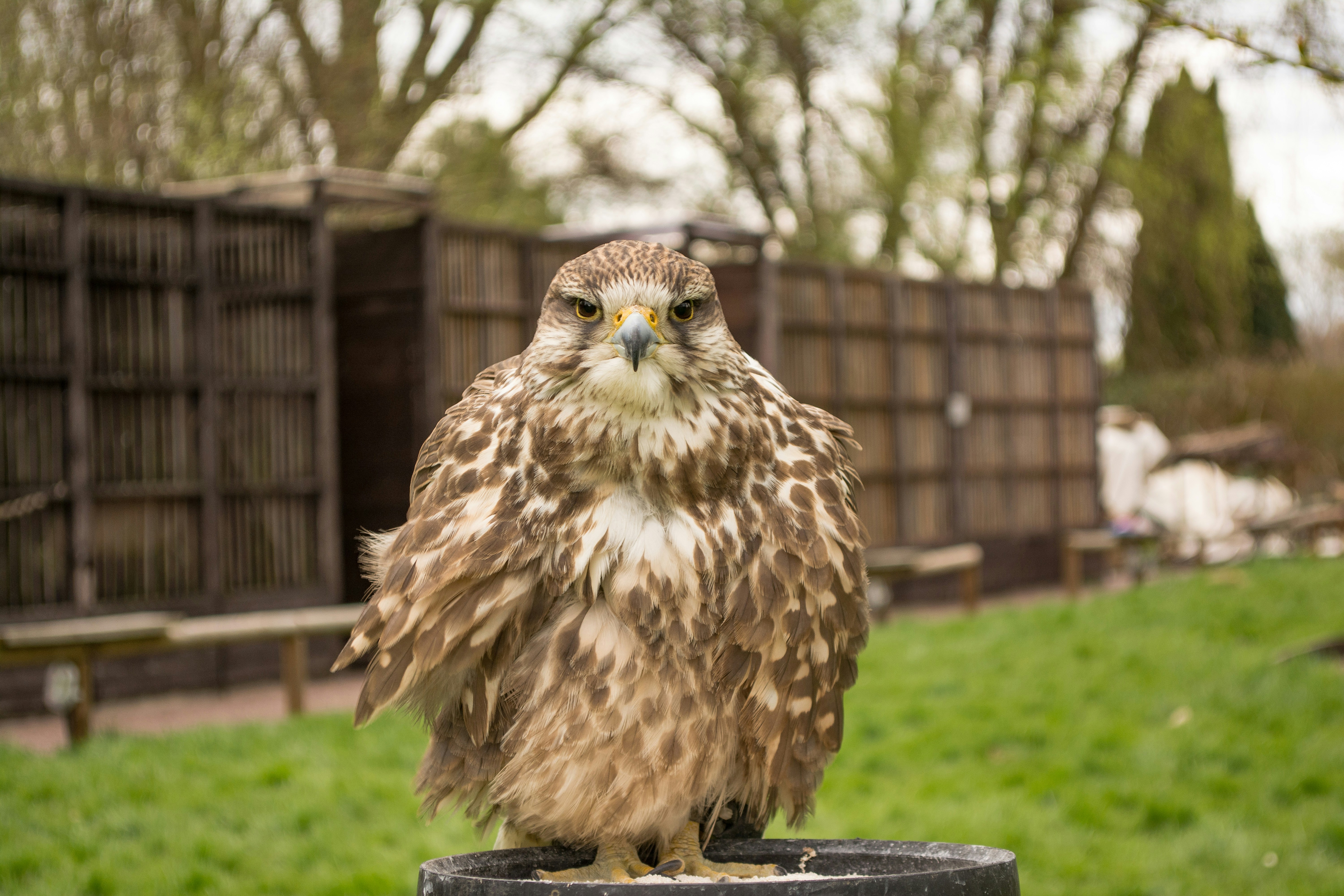 closeup photo of brown bird near tree, 