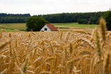 A golden wheat field stretches across the foreground, with tall stalks swaying in the breeze. In the background, a quaint farmhouse with a red-tiled roof is nestled amidst lush green fields. Dense forest lines the horizon under a mildly overcast sky.
