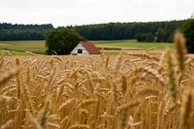 A golden wheat field stretches across the foreground, with tall stalks swaying in the breeze. In the background, a quaint farmhouse with a red-tiled roof is nestled amidst lush green fields. Dense forest lines the horizon under a mildly overcast sky.