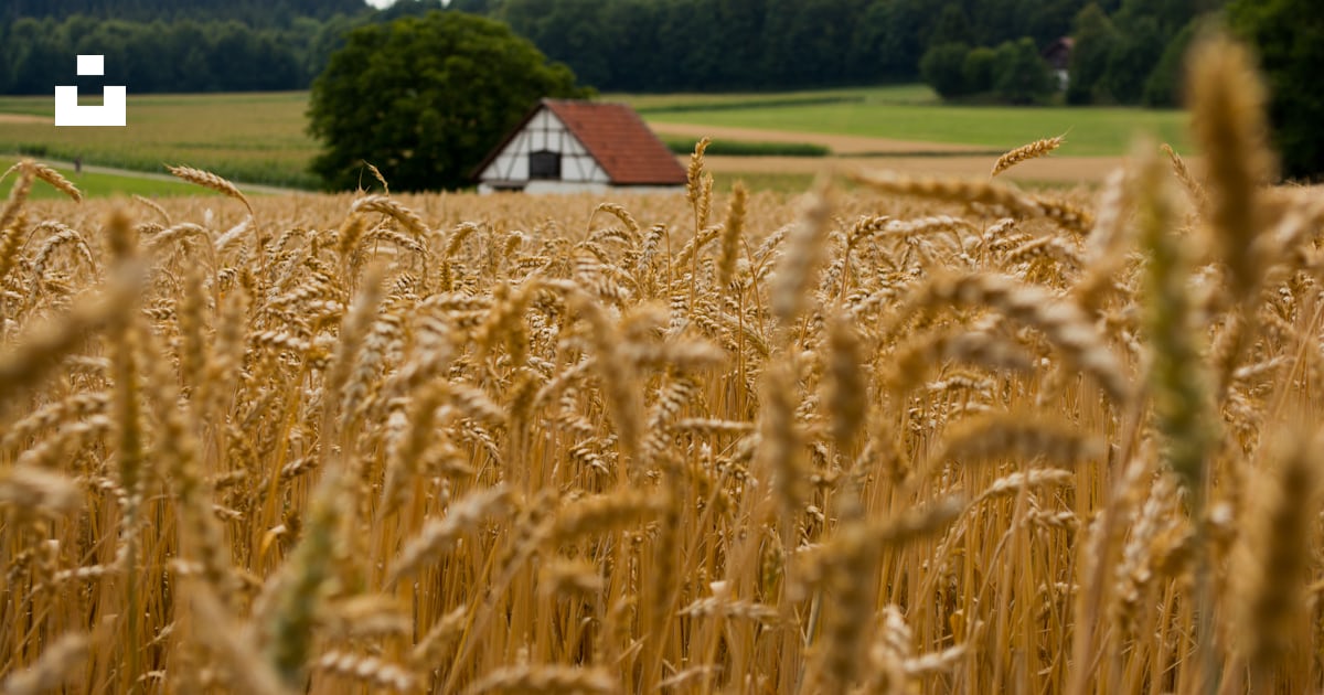 Brown rice field photo – Free Germany Image on Unsplash