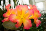 Bright and vivid flowers with petals that transition from a deep pink toward the edges to a vibrant yellow at the center. The flowers appear fresh and are beautifully arranged among lush green leaves. Water droplets can be seen on the leaves, adding a freshly watered, natural look.