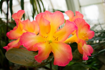 Bright and vivid flowers with petals that transition from a deep pink toward the edges to a vibrant yellow at the center. The flowers appear fresh and are beautifully arranged among lush green leaves. Water droplets can be seen on the leaves, adding a freshly watered, natural look.