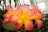 Bright and vivid flowers with petals that transition from a deep pink toward the edges to a vibrant yellow at the center. The flowers appear fresh and are beautifully arranged among lush green leaves. Water droplets can be seen on the leaves, adding a freshly watered, natural look.