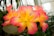 Bright and vivid flowers with petals that transition from a deep pink toward the edges to a vibrant yellow at the center. The flowers appear fresh and are beautifully arranged among lush green leaves. Water droplets can be seen on the leaves, adding a freshly watered, natural look.