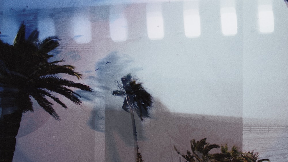 a palm tree in front of a white wall