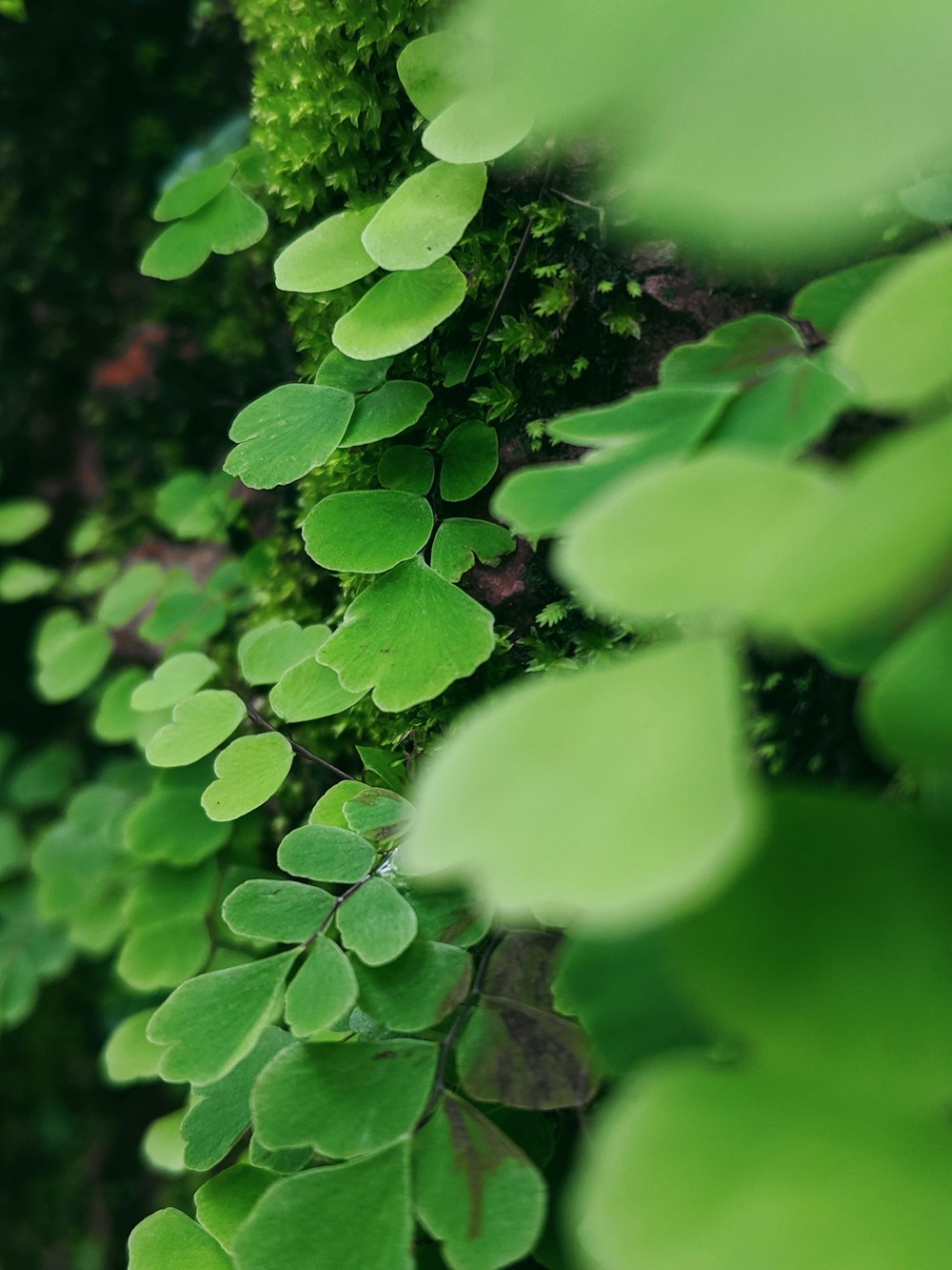 close-up photo of green leaf plants