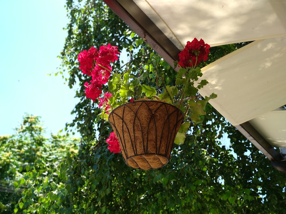 red petal flower hung