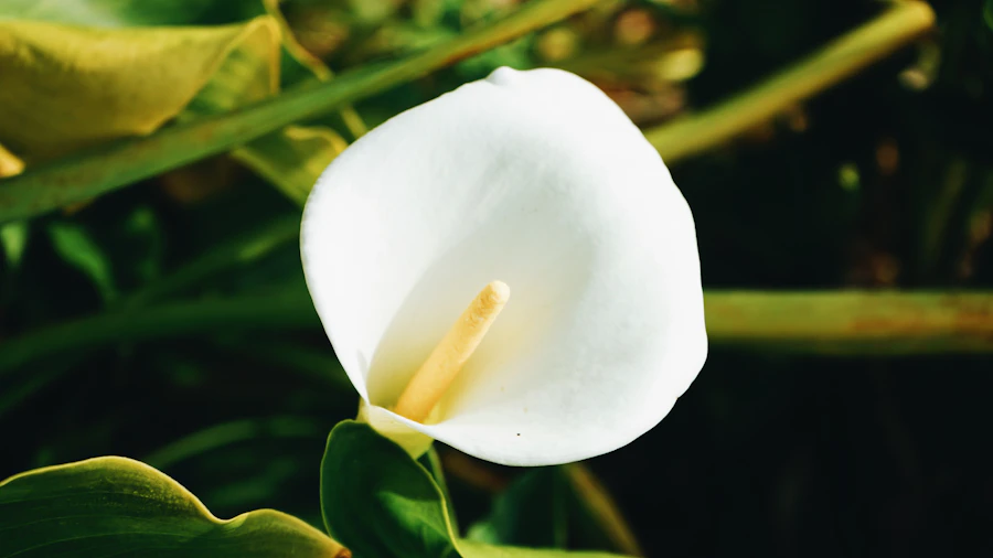 close-up photo of white petaled flower