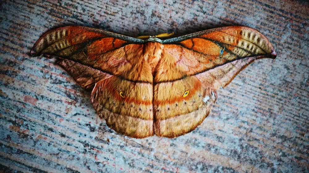 brown butterfly on gray surface